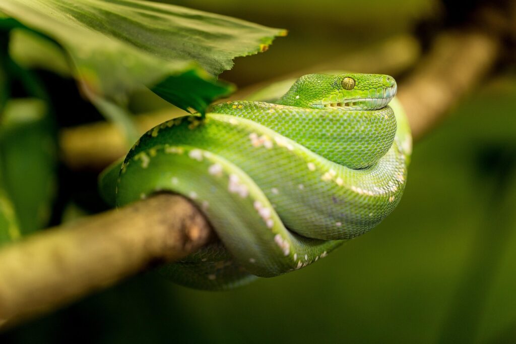 snake, green, animal, green snake, scales, reptile, portrait, green mamba, dangerous, jungle, toxic, tree snake, wild animal, nature, animal world, wildlife, wildlife photography