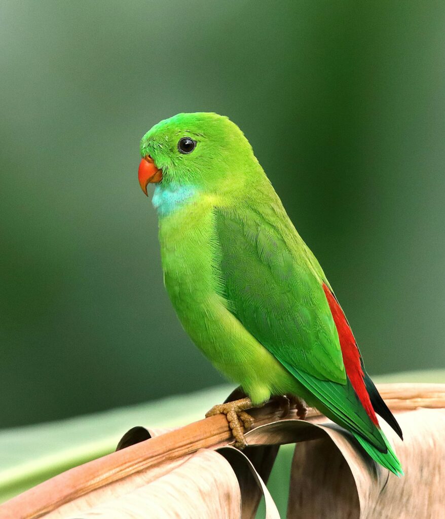 A vibrant green parrot with colorful plumage perched on a branch in a tropical setting.