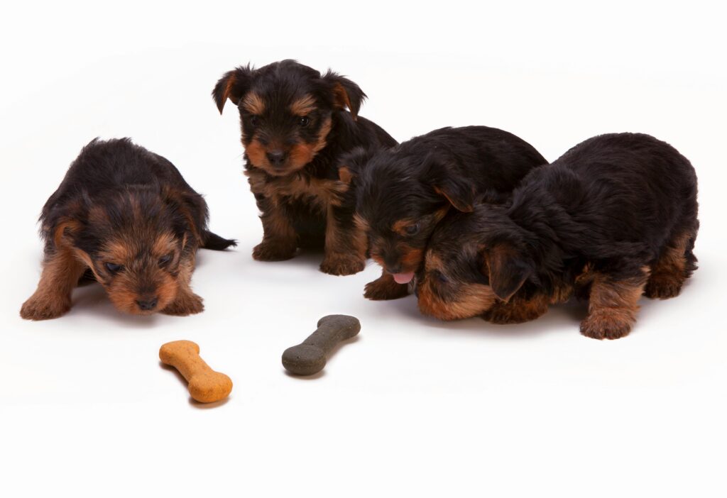 Adorable Yorkshire Terrier puppies interacting with bone-shaped treats in a studio setting.