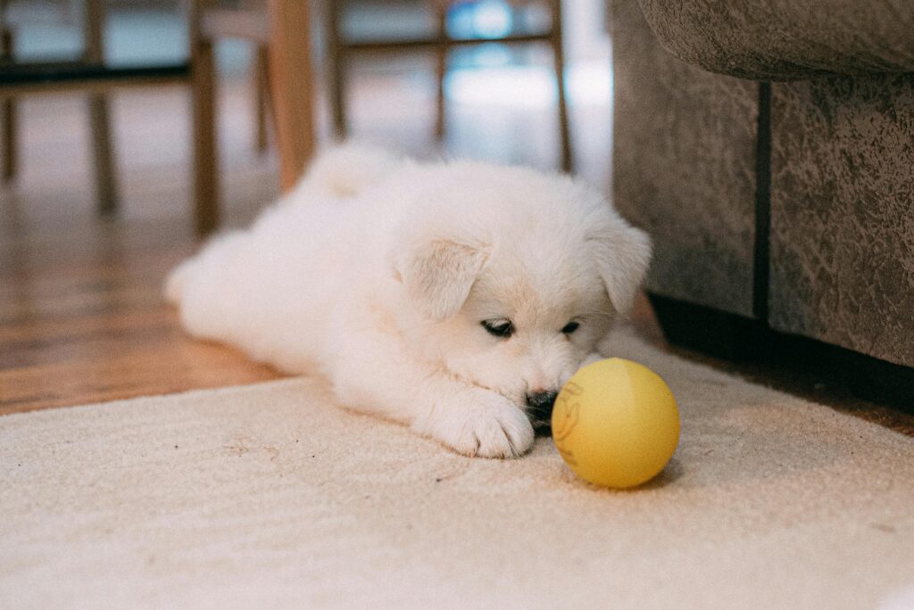 Cute Samoyed puppy lying on a carpet playing with a yellow ball indoors.