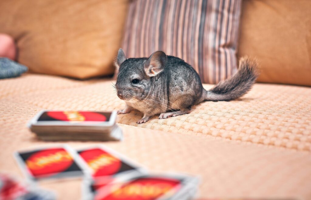 Cute chinchilla sitting on a cozy couch with playing cards. Perfect for pet lovers and cozy settings.
