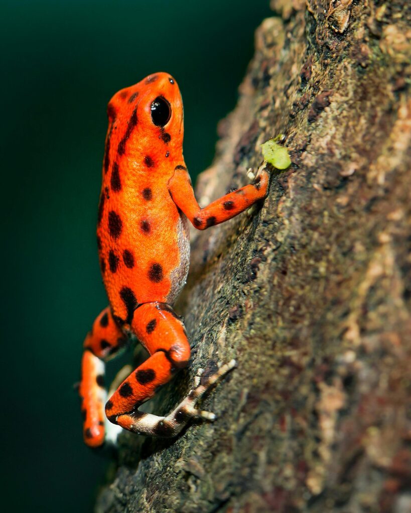 Close-up of a vivid red poison dart frog with black spots climbing a tree in the wild.