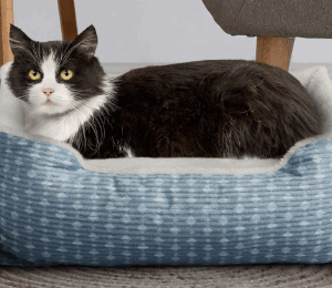 comfortable blue cat bed