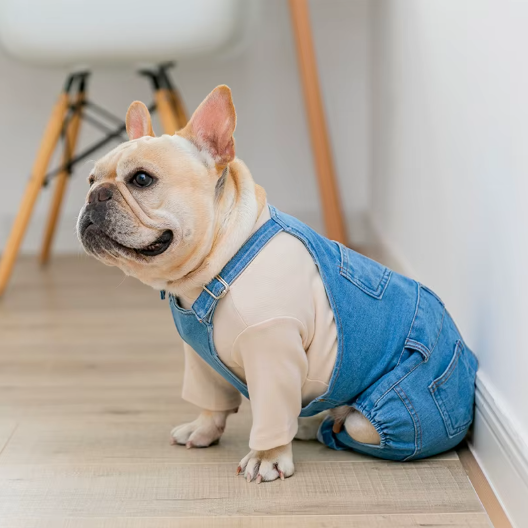 cute overalls outfit for smaller dogs