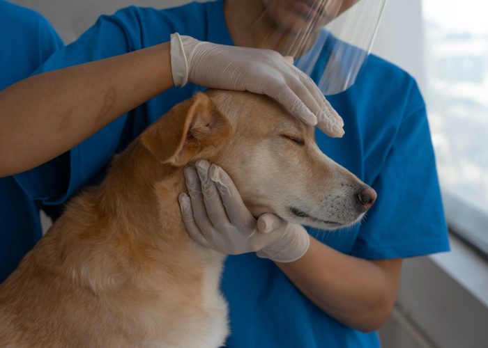Veterinarian carefully checks and comforts a dog in a clinic environment.
